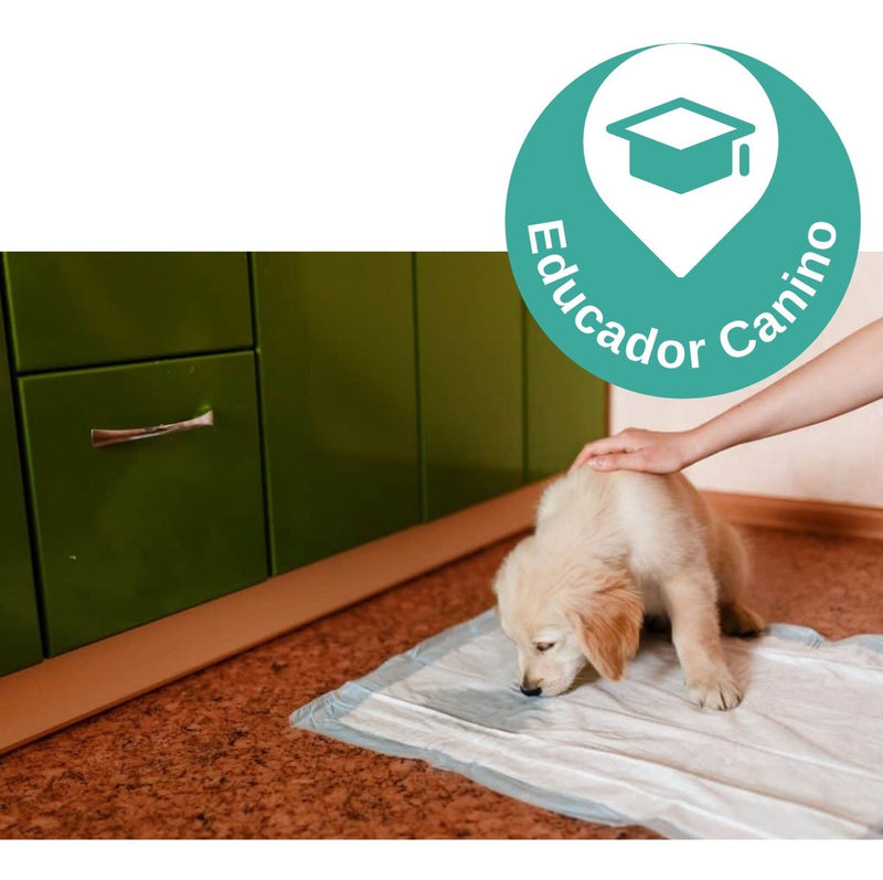 Fralda Cachorro Gato Pet Confortpad 60x55 30und Super Oferta